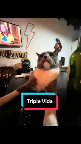 El Infiel x 3  #gatos #gatosdetiktok #grupodewhatsapp #vecinos 