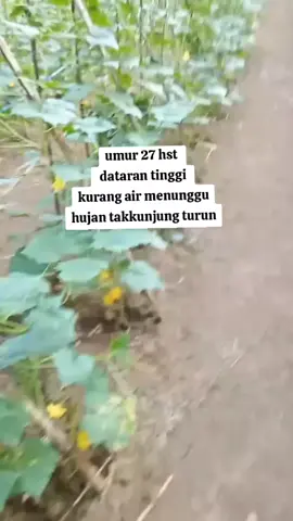 bibit mentimun bandana 