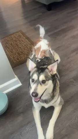 He likes his girls a little big.. 😂🤣#fyp #relationships #husky #chiuhuahuasoftiktok #trending 