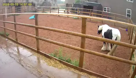 #cobsoftiktok  Dolly In The Thunder Storm Earlier She Not Botherd  @Maggie The Cob ✨  Thank Your For Keeping Your Eye On Her 😂😂🫶🏻