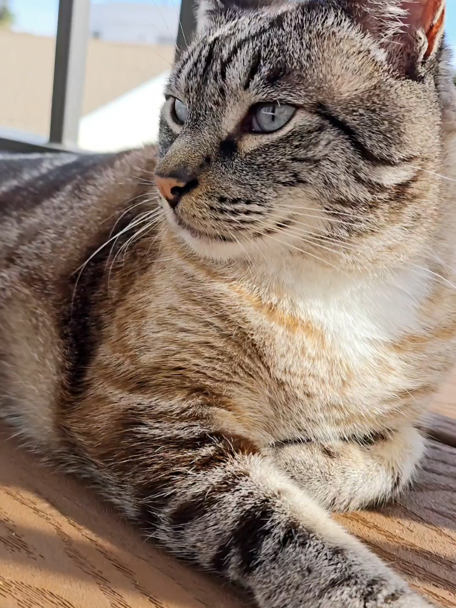 2 senior cats stare down each other #catsoftiktok #tiktokcats #seniorcats #catloversoftiktok  #cattok