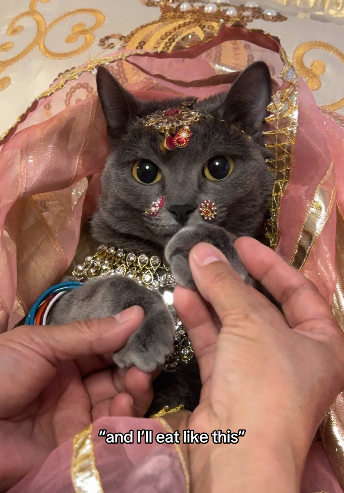 very decent south indian girl #cats #catmom #fyp #fypシ #fypシ゚viral #viral #cat #catsoftiktok #catlover 