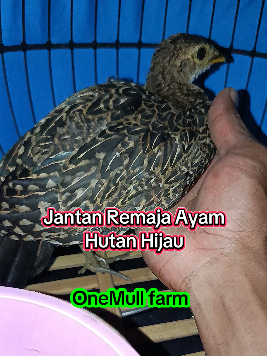 Calon gagah idamanmu bolo, Ayam Hutan Hijau remaja ready #edukasiternak #ternakayam #ayamhutan #ayamhutanhijau 
