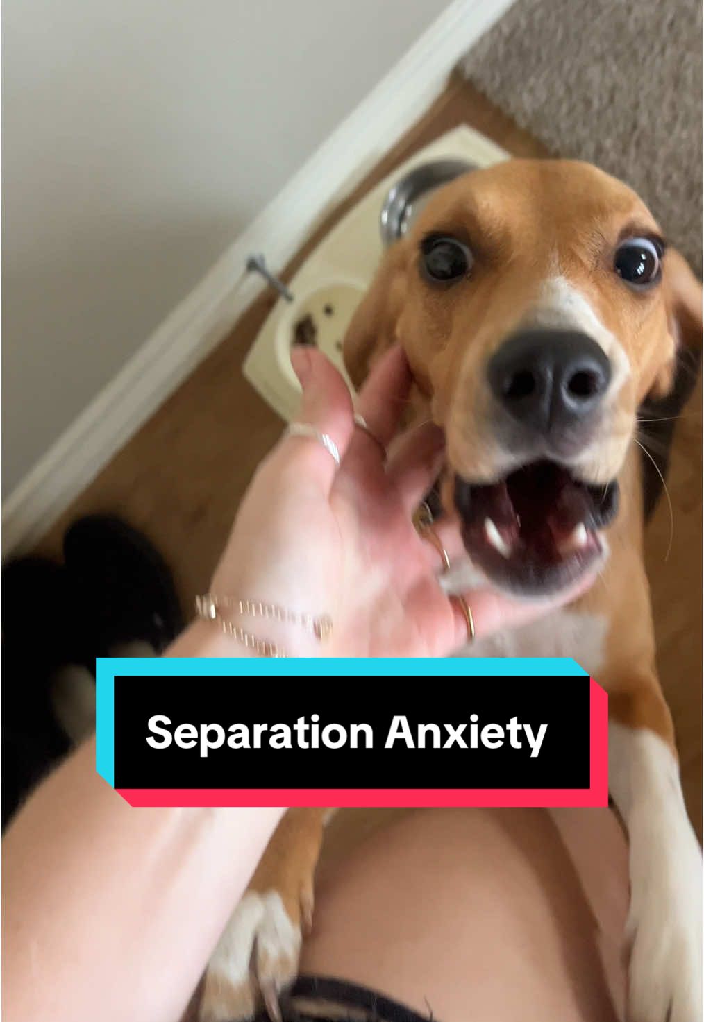 So basically I can’t leave the house 😅😂 #beaglesoftiktok #beagle #separationanxiety #dogsoftiktok #DogTraining 