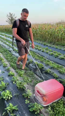 🍓🍓🍓 в теплицах👌Подписывайся🤗