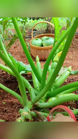 #plantsoftiktok #plants #fyp 