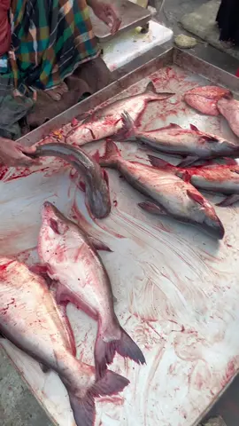 Man Working Hard to Cut and Sell Giant Pangash Fish #emonfoodie  #tiktok  #pangashfish #giantfish #fishmarket #streetfoodvibes