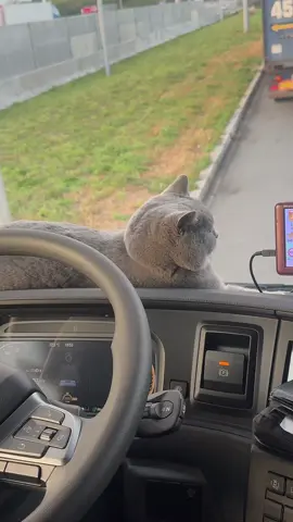 Păi nu muncește el?😂😂😂#bughy #cat  #LIVEIncentiveProgram #SideHustleLIVE #PaidPartnership 