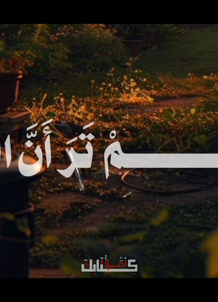 🦩| امير النغم  📻🤎 .  .  .  #قران #quran #الشحات_محمد_أنور 