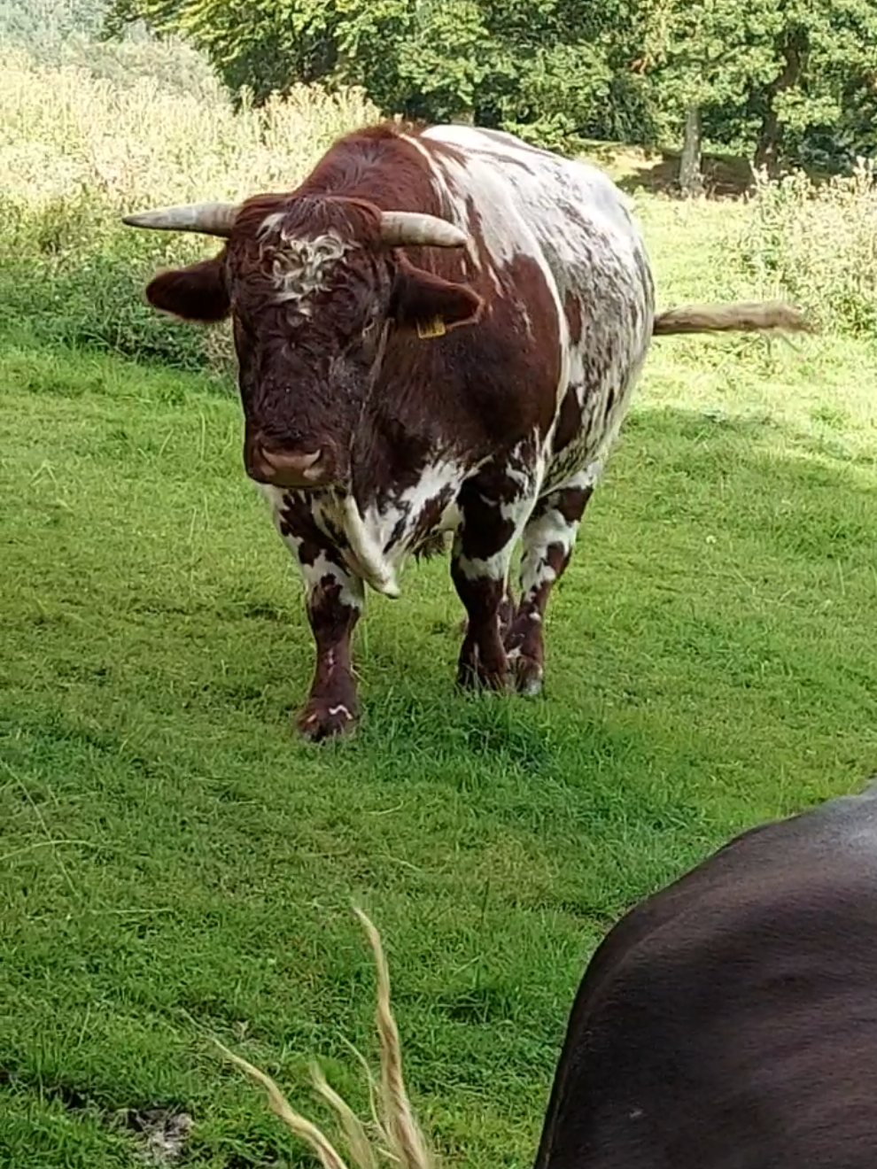 You know it's time to get out of the field when you see this big lad coming towards you. 1 ton of muscle and horns. #bull #northernireland 