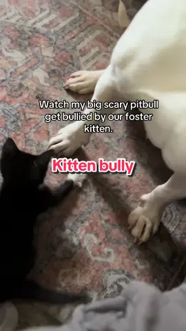 #kitten #cat #cats #dog #dogs 