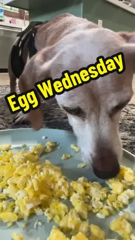 Eyes and ears don’t work but that nose sure does #19years #olddachshund #dachshundsoftiktok #eggs #dachshund 