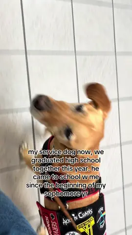 the second video was taken on his first day of school w me back in sep of 2022 💔 time flies so quickly… #foryou #servicedog #highschool #servicedoghandler #classof2025 