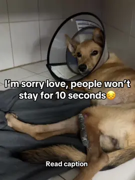 This sweet soul has endured more than any dog ever should… abused by the very people who were meant to love him, he’s now left with a broken leg and so much pain. 💔 We want to give him the chance to heal, but we can’t do it without your help. Please consider donating towards his treatment and showing him the kindness he’s always deserved. 🐾❤️