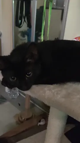 Something like that 🤭 #Puma🐈‍⬛ #blackcat #catlover #funnytiktok 