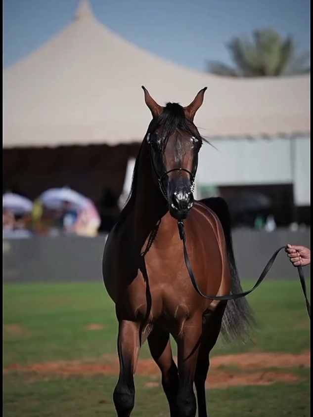 #CapCut الما ورثها وصيت من جد ابيها #عشق_الخيل_ادمان 