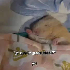 yo #parati #funny #xybca 