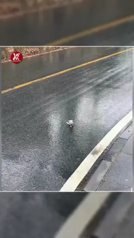 Gatito que no podía caminar es rescatado de la ruta por un hombre 🐈🙏❤️ #gatos #gatitos #animales #rescateanimal 