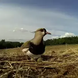 🐦‍⬛️ El instinto maternal es una de las fuerzas más poderosas y sobrecogedoras del mundo. Una ave avefría protege a sus polluelos contra el arado de un tractor hasta el último momento. Pero la mayor sorpresa es la reacción del agricultor.