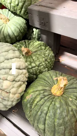 Who else is over summer and ready for the cooler weather? #september #fall #pumpkin #pumpkinseason 