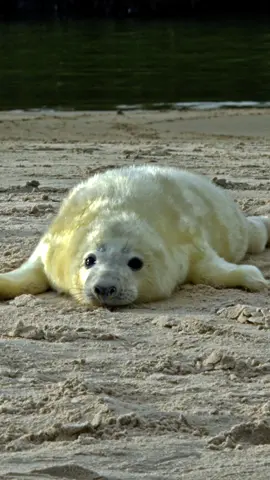 Listen to baby seals 🦭  #babyanimals #seals #naturesounds 