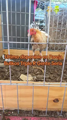 #greenscreen #ranchitoquerido #Backyard #breedingseason2025 