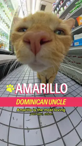Meet Amarillo in Park Versailles featuring a sweet treat break with @Vita Coco  Host: @MICHELLADONNA  Producer/DP: Drew Rosenthal (@Be Happy For Once) Editors: Drew Rosenthal & Sean Fitzmaurice Brand Producer: Christian Wallace Shriver Graphic Design: Alex Mi AE: Ryan Novak Translator: Amaya Garcia PA: Vivienne S A show by Mad Realities #cat #nyc #shopcats #brooklyn