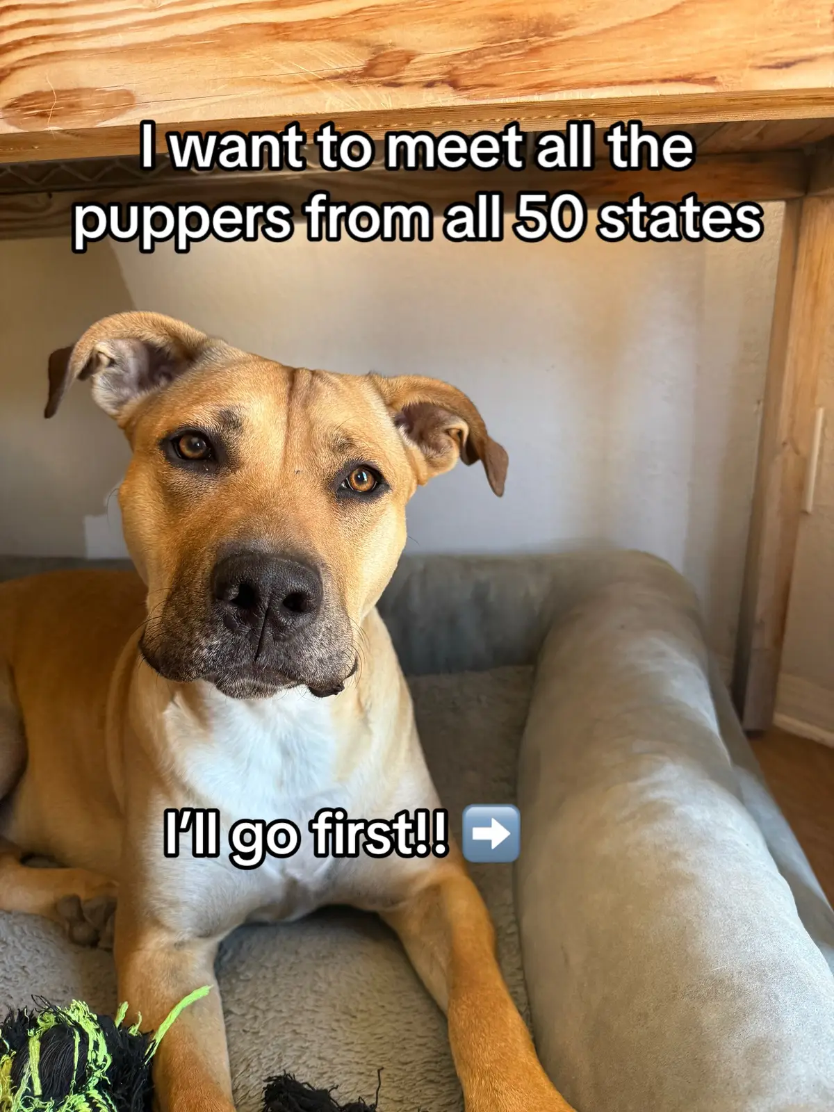 #pitbull #dog #furbaby #dogpack #dogoftheday 