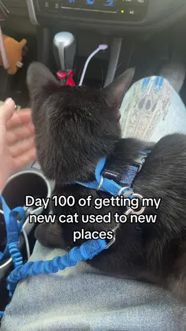 #kitt #kitten Batman is like 8 months old now . He has all his big boy teeth and he isn’t scared to be in the car is a lil nervous to be outside 