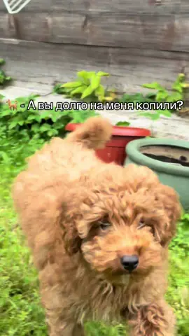 #тойпудель #пудель #мальтипу #сын #слон 