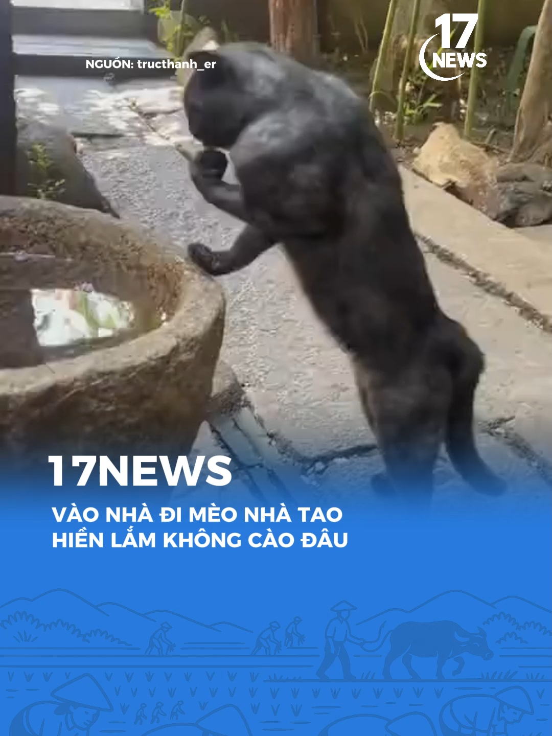 Nó không cắn đâu #17network #17news