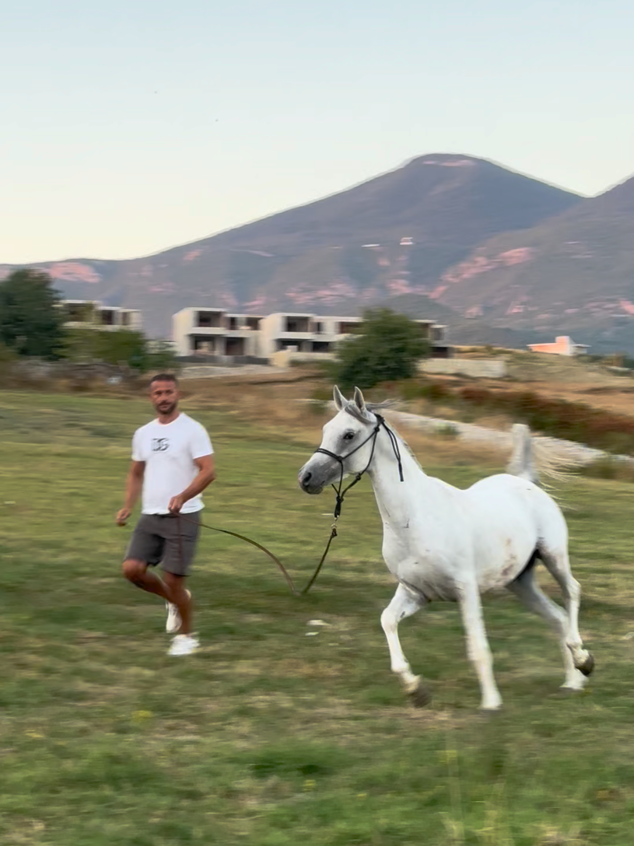 #fy #vi #albania #tirana #horse 