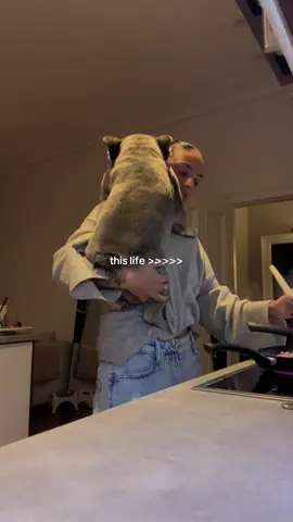 content  #frenchbulldog #dogsoftiktok #fyp 
