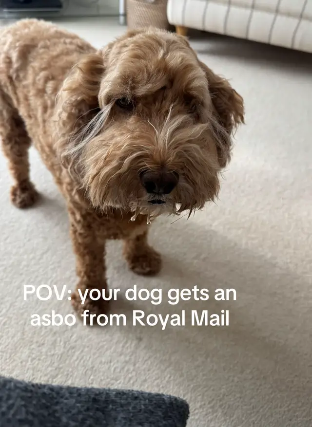 Promise he just doesn’t like their red outfits, he’s no danger xx #cockapoo #asbo #lockedup #fyp PSA: he’s never bitten anyone (let alone a post person) he’s just a barky boy 🥹