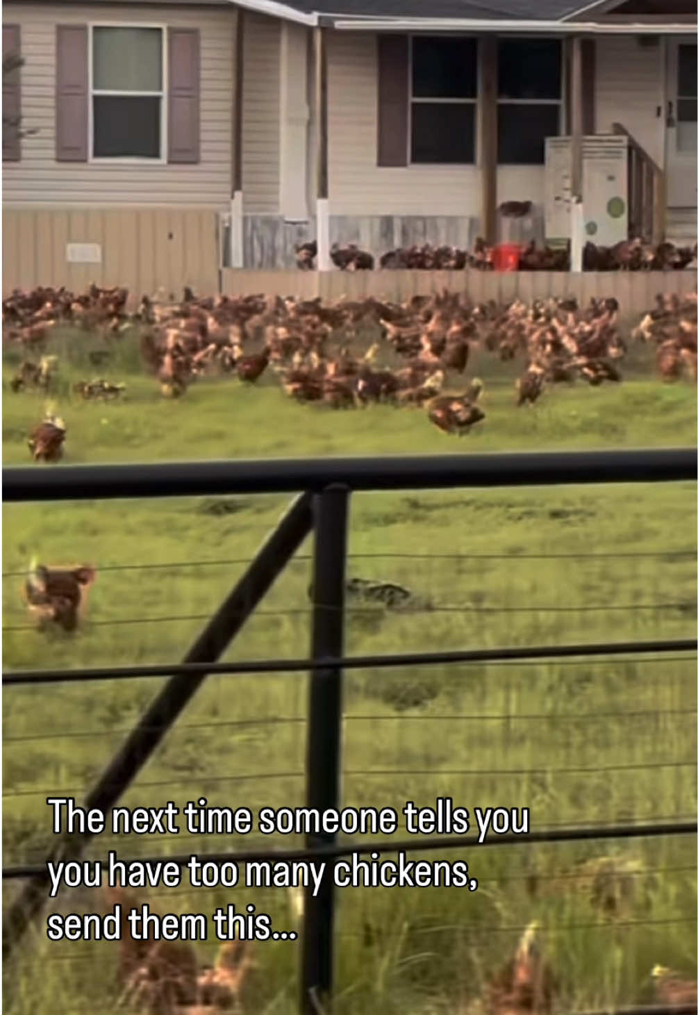 Too many or just enough? video credit: @threebatesboys on IG ##chickenmath##chickensoftiktok##backyardchickens