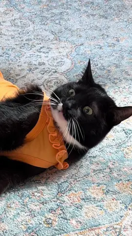 #fypシ #catsoftiktok #catlover #funnycat #viral 