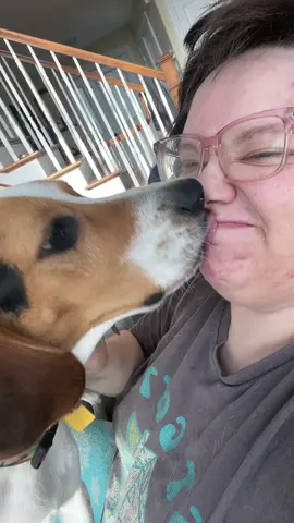 Casey is a lil cuddle bug but my god does he love to be in my space 🤣 #beaglesoftiktok #beagle #dogsoftiktok 
