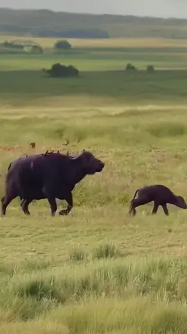 An uneven battle unfolds as a mother buffalo and her calf face two massive, aggressive male lions #animals #wildli #wildlife #lion 