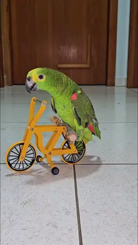 My Parrot Pulls Off an Epic Bike Wheelie! Meu Papagaio Mandando Aquele Grau na Bicicleta! #Parrot #cycling #Bike #birds #cyclist 