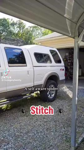 #stitch with @Tatyana | Homestead SAHM was tagged in this a few times so let’s talk about it. was this spider really self-aware & trying to help?  #spider 
