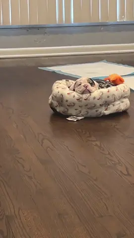 #viral#ingles#bulldog#oreo#