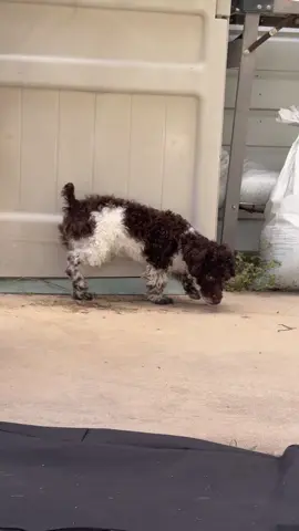 #puppylife #backyard fun 🤩 