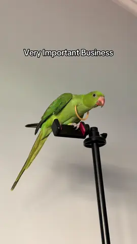 Very Important Business #indianringneck #ringneck #parrot #попугай #ожереловыйпопугай 