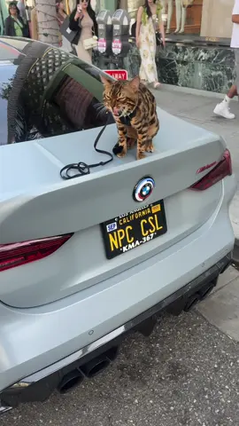 CSL Baki #bengalcat #leopardcat #silverbengal #snowbengal #fyppp 