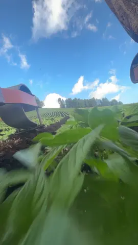 #colombia🇨🇴 #agricultura🚜🌱 #campocolombiano #paperosdecorazon #tractores #papa #kubotacolombia 