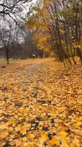 A yellow autumn 💛 #autumn #fypシ #fyp #fall #fypage 