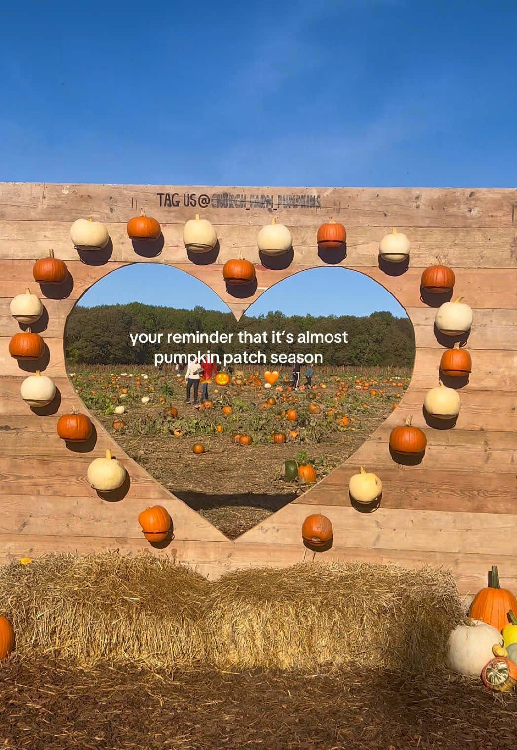 the best time of year!! 🧡🍁🎃 #PumpkinPatch #AutumnVibes #Autumn #PumpkinSeason #PumpkinPicking 