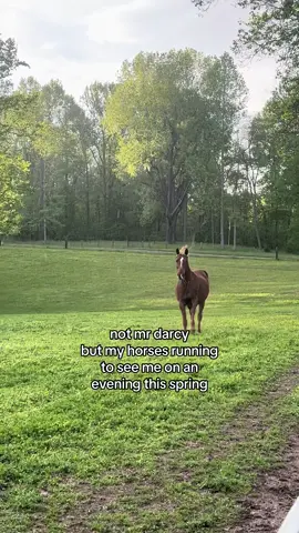 I love them so much🥹❤️ #horses#arabian#spring#kentucky#horsefarm
