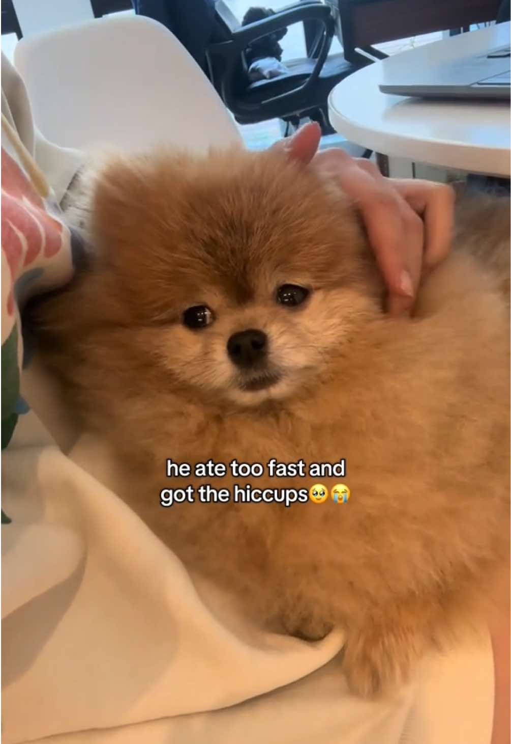 does anyone else think it’s adorable? #dog #cute #fyp #pomeranian #dogsoftiktok 