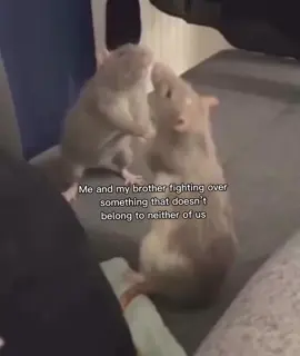 Us 😭😭😭 #bro #fight #mouse #belong #us 